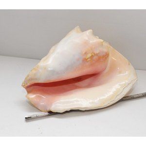 Lge 3lb 10 oz Natural Horned Queen Conch Sea Shell Beach Decor 9"x7" Pink Beauty